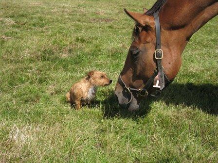 Thoroughbred breeder, sales preparation, breaking & pre training based in Shropshire.