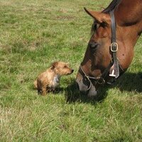 Mill House Stud (@millhousestud) 's Twitter Profile