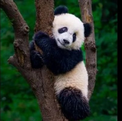 Mario0817_'s profile picture. #DAlways | DA seit 2.2.2018
 |lbah server | Discord 
Slytherin |  | hp Fanclub app | potterzone | ewf 19 | kodala | von den asen | Ducati | Pandas| vieles mehr