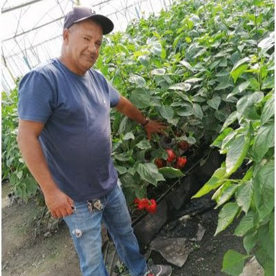 Invernadero Castillo, en la Cieniga, San Jose de Ocoa, R.D., somos productores en  Invernadero. La mas alta calidad nen productos en ambientes controlado.