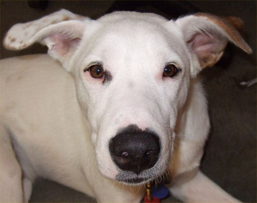 White mutt w/ brown spots from Ozarks Found my person in 2007 after wandering countryside as stray puppy @AdoptMeApp @kachingle @typaldos #shelterpets #dog #cat