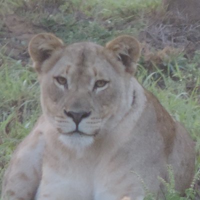 Passionate traveler, lover of the African wild dog and all African wildlife. Prolific reader, needlepointer, hiker and movie watcher.