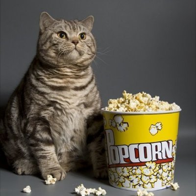 NO DMs/LISTS please, I will block. Otherwise.... A friendly, snarky, wise(ass) tabby popcorn cat with a Persian name.   Snark 🦈 is my chum 🦈