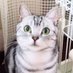 ありまま (@arimama_pets) Twitter profile photo ありまま (@arimama_pets) Twitter profile photo