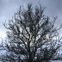 diggingpoetryandpop (@noelcowley) 's Twitter Profile