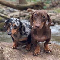 B.and.Bella.the.dachshunds (@b_bella_doxies) 's Twitter Profile Photo B.and.Bella.the.dachshunds (@b_bella_doxies) 's Twitter Profile Photo