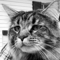PureBlood (@tlroberts8) 's Twitter Profile