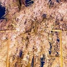 2yiPLxUJZZmdzbF's profile picture. 