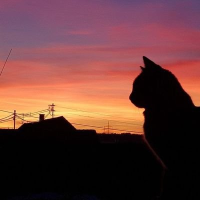 NashattMulan's profile picture. We Live without hope