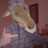 MariBeugen's profile image