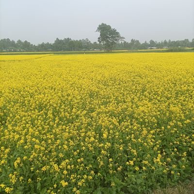 mhhomayra's profile picture. গাইরতহীন পুরুষ আমার না হোক। একজন সুদখোর ঘুষখোর না হোক।