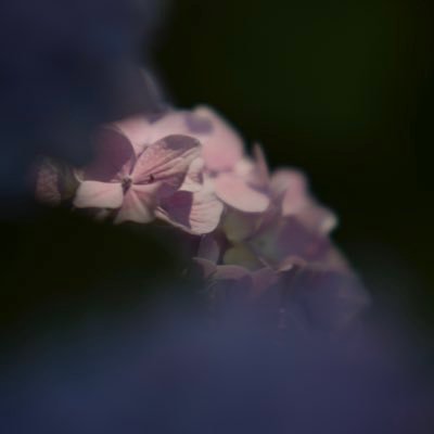 macrophyIIa's profile picture. As a little note