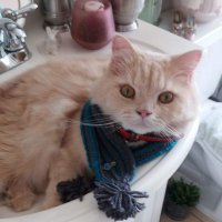 πππ½β€πΎπ@Bunny and the Furrys (@bunnyt1960) 's Twitter Profile