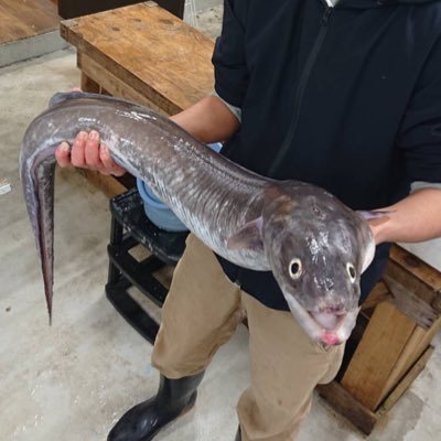 鹿児島/魚を撮る、採る、食べる/市場関連/標本/博物施設巡り/アジ科好き/そのほか野鳥とか/大村湾はいいぞ/長崎出身