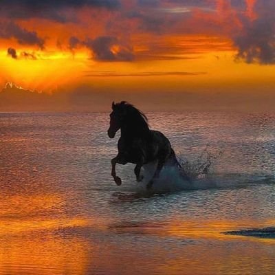 soorman17's profile picture. almansur037@gmail.com