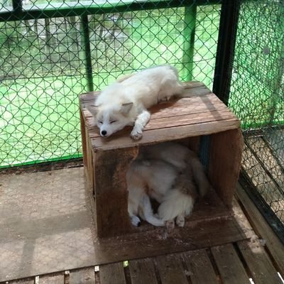 営業→損益・リスク分析系→今はデータサイエンス系(Python,NLP中心)の仕事をしてます。/社会人大学院に派遣中(情報系)/金融系/最近は趣味でreactも学習開始