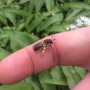 Bee Arthur - @BeeeArthur - Twitter