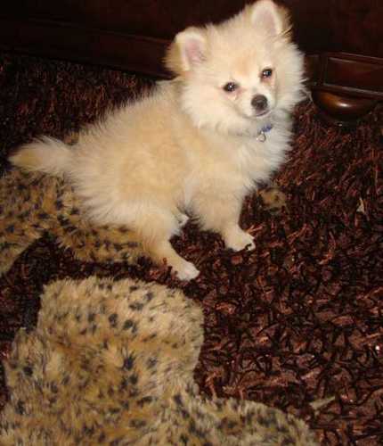 My name is Max Gucci Johnson. I am a Pomchi. Spoiled But Trained. Born 3/31/2011 Available for television, movies, magazines, I like Dogs, Cats and people.