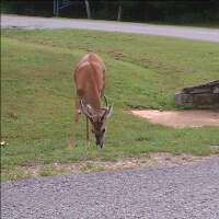 SherriShedd's profile picture. 