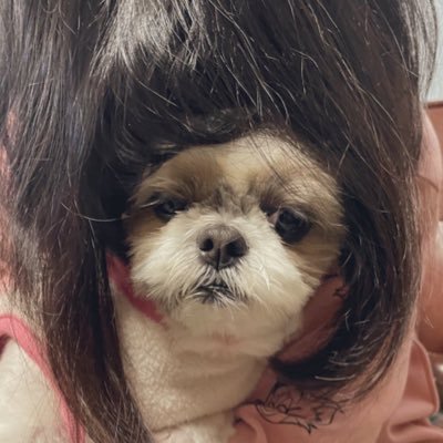 chasorinko's profile picture. 伊豆人（いずんちゅ）。神奈川まで電車通勤中。職業は雇われお母たん（犬と猫の）。特撮・筋少・さんだーゆー・竜理長…ピアニスト三柴 理さん界隈にだいたい出没します。金カム→本誌派の箱押し。ヒゲのある殿方に弱いんです。愛娘犬はシーズーの徐倫🐶電気グルーヴはキチ◯イ眉毛派🏓❤️Keep on grooving!!!!!!!