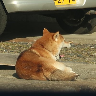 芝犬マリー、胡麻柴で筋肉の塊。ご飯もおやつも美味しいものしか食べない。シッポの大きさと丸さは個性。そんな野生の芝犬マリー（女の子）が主役の垢🐕