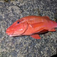 釣り詩 (@rkameijp) 's Twitter Profile