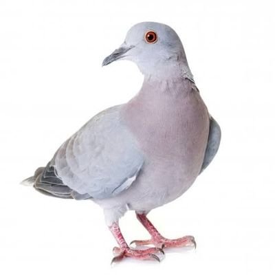 enzordas's profile picture. 