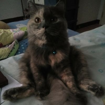 AreeTepsing's profile picture. บางครั้งก็ไม่ขำ