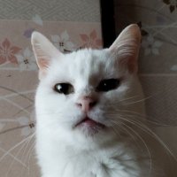 イワオめしねこ (@iwaoiwaiwa) Twitter profile photo