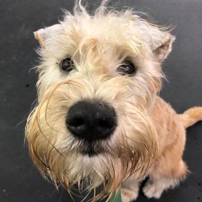 TerrierWheaten Profile Picture