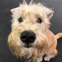 Guinness Wheaten Terrier(@TerrierWheaten) 's Twitter Profile Photo