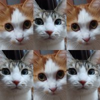 次郎丸猫猫(@nekoneko2romaru) 's Twitter Profile Photo