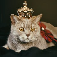 Gato (@robin_winy) 's Twitter Profile