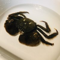 モズクガニ (@crab_Banyanya) / X