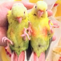 ぴーたんHouse (@p_tanhouse) 's Twitter Profile