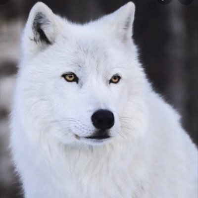 Riv_Riv_Etma's profile picture. antisemitist ÜLKÜCÜ