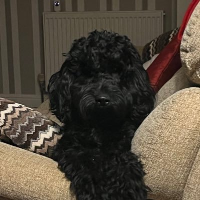 Mr Teddington aka Teddy. A very spoilt and well loved F1 cockapoo! I’ve just turned 1 and I’m very mischievous xx