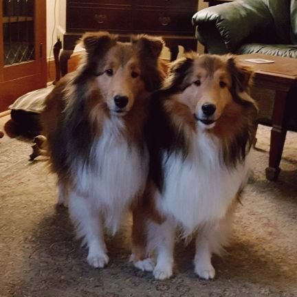 Sheltie brothers London and Vegas. Guess which one spent his first year in Las Vegas and which one was named after The Littlest Hobo...