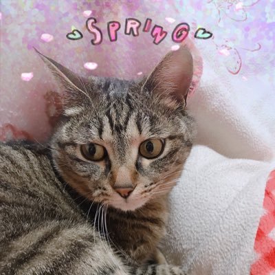 リンパ腫と闘った我が家のアイドル▶︎▶︎▶︎りん♀🐈さんのプロフィール画像