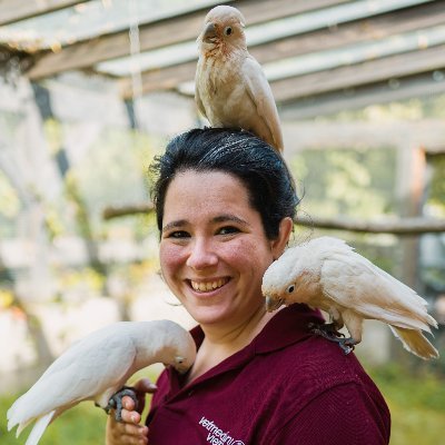 Find me on bluesky! PhD researching cockatoo cognition at Uni Vetmed Vienna. Master of Raccoons. Urban wildlife nerd & bin animal aficionado. She/her.