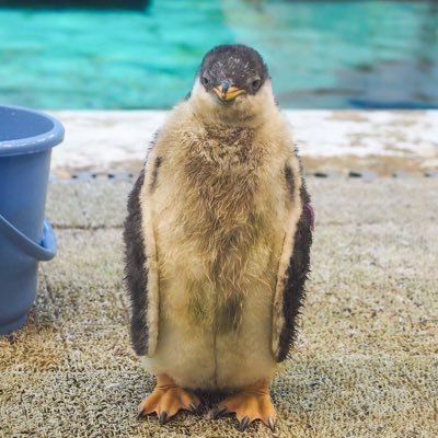 Haruページ haru (@haru3131sui) / Posts / X