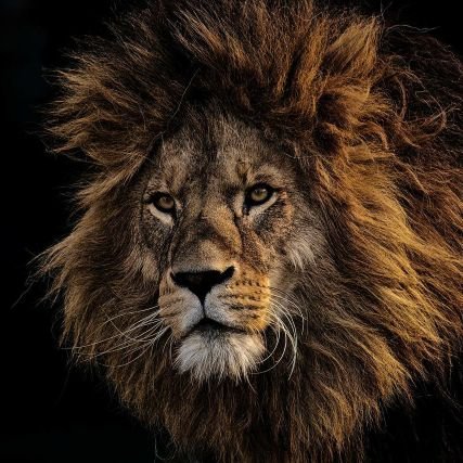 KeimerShikanso's profile picture. ONE LIFE... LIVE IT!!! Vive a tu manera y no a la que te dicten los demas... Haz tu camino...LUCHA, SUEÑA Y AMA...