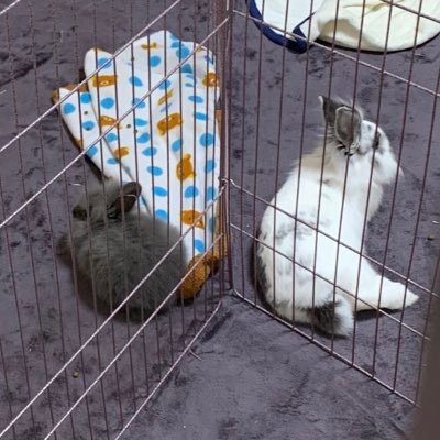 しらたき&しいたけと申します。 ♂しらたきは10月2日の3歳 しいたけは11月7日の2歳 ひまわりは5月1日で2歳🐰しらさんしいたんひまたんとドタバタスローライフを満喫中♪無言フォロー大歓迎です🎁可愛い3羽との生活をYouTubeで観て頂けたら嬉しいです♡合言葉はしらたきの〜…ぐっ!
