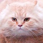 samueljdenny's profile picture. Data Scientist / ML Engineer @Thread