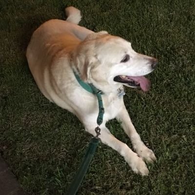 De Boca, mamá y abuela, crítica independiente, amante de la ley y el orden. Bici,música,series 🐶❤️Fecha de Nac: 29 de octubre No Porno ni DM ni Zurdos