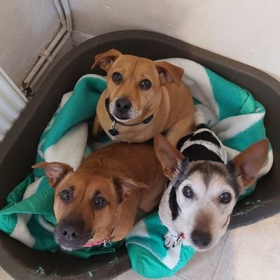 Harley (8), Ruby (7) and Cookie (16) 🌈, Jack Russell doggies who love our humans, tennis balls, food and sleep ❤