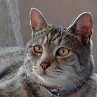 元アニオタな女です
ねこあつめ2🐈ガルパ🎸ポケ森🌳ポケポケ🎴やってます
スギ・ヒノキ・イネの花粉嫌い(2月中旬ごろ~5月下旬ごろまで花粉症)
Mastodon https://t.co/cssDAJPRyt
Misskey https://t.co/bFhz6YRSa9