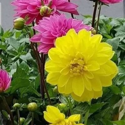 JyotiCh84231466's profile picture. 🙏🏽🙏🏽jaigurudev🙏🙏