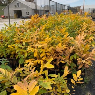 U. Missouri Center for Agroforestry
Black Walnut Breeding Program
Chestnut Improvement Network
Hybrid Hazelnut Consortium