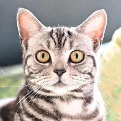 mobilevil's profile picture. I have nothing to tweet